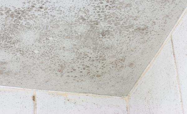 Mold Remediation by Restoration 1 of Treasure Valley